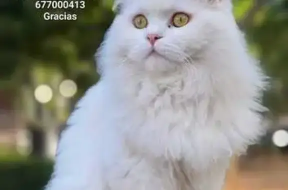 ¡Gato Angora Blanco Perdido en Palau-solità!