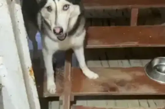 ¡Perro Husky Perdido en Cancún! Ayuda