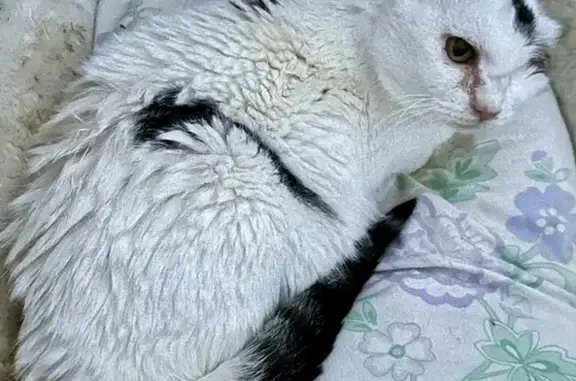 Chat perdu, Pessac, photo: Vieille minette blanche tachetée perdue à Pessac