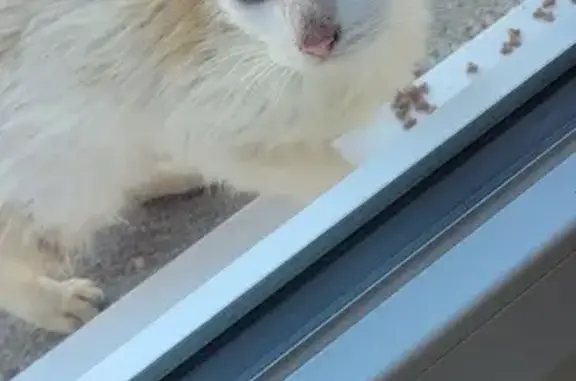 Chaton trouvé sur les toits à Valenciennes - photo