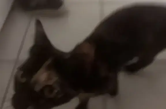 Chatte écailles de tortue trouvée à Saint-Herblain - photo