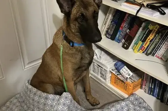 Found Belgian Malinois: Injured, Miami Shores