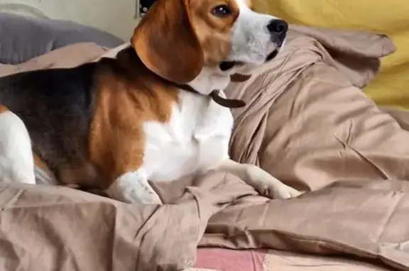 Chien perdu Niort, photo : Beagle Tommy perdu à Niort - Aidez-nous !