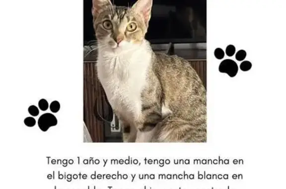 ¡Gato Perdido en Calle El Polinario, Granada!