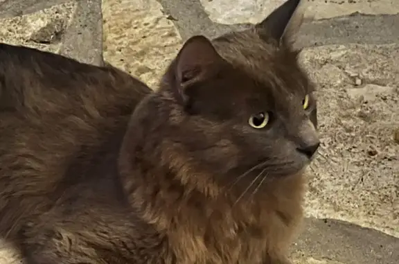 Chat trouvé à Noisiel, Seine-et-Marne - photo