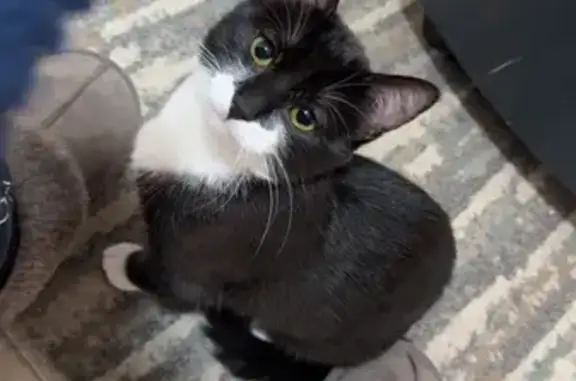 Missing 5-Month-Old Black & White Kitten in Cape Town