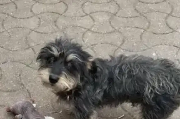 Chien croisé teckel perdu à Chaignes - photo