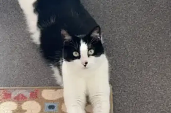 Chat perdu, Bordeaux, photo: Chatte noire et blanche perdue à Bordeaux