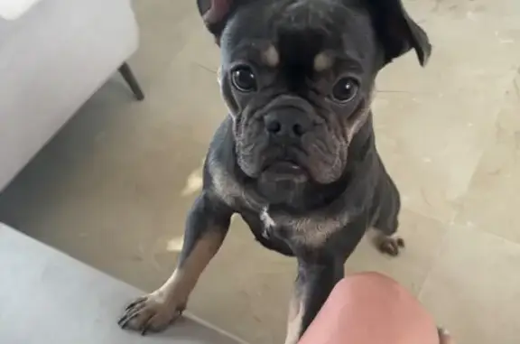 Missing French Bulldog Zoe in Hua Guan Ave