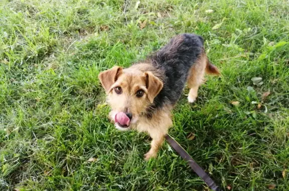 Chien perdu , photo : Deux chiens fugueurs à Meursanges : Aidez-nous !