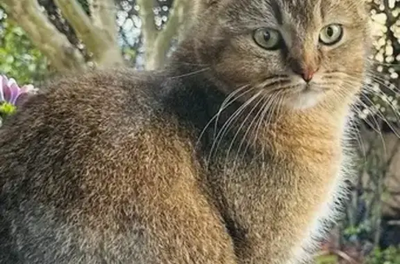 Chat perdu, Alès, photo: Chat mâle tigré disparu à Alès