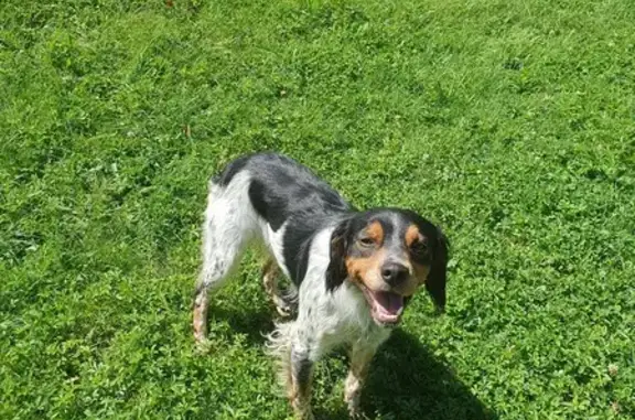 Jeune Epagneul craintif trouvé à Étival - photo