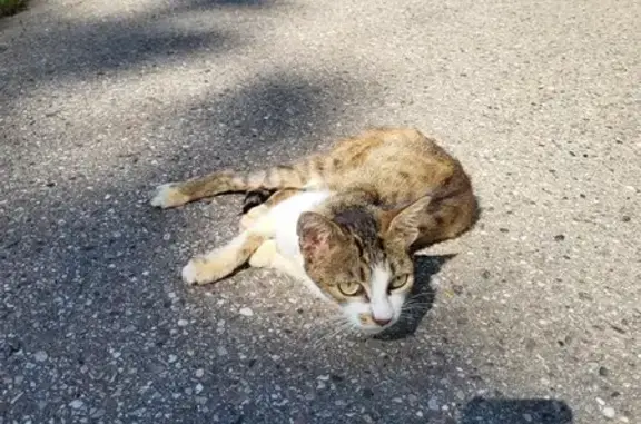 Animaux trouvés , photo: Chat maigre rasé trouvé à Gogney, Grand Est