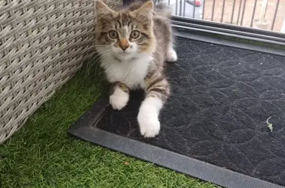 Chaton perdu rue de Champdieu, Montbrison - photo