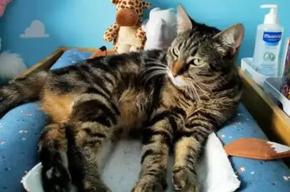 Chat perdu, Blanquefort, photo: Chatte Daisy disparue depuis le 02/08