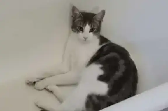 Chat perdu, , photo: Chat perdu près du Puy de Lantais