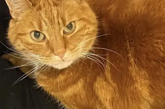 Animaux perdus Coquelles, photo: Chat perdu: Chacha, Allée des Glycines 22