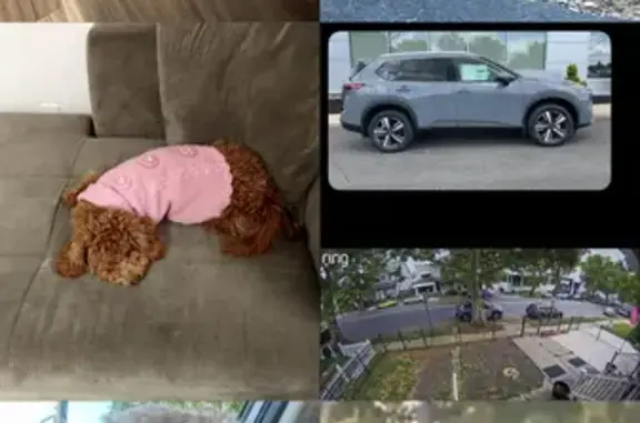 Lost Mini Goldendoodle - Union Blvd, Allentown