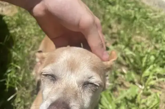 Chien perdu Viriat, photo : Chienne pinscher caramel perdue à Viriat