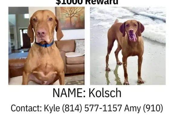 Missing Viszla Kolsch: Seen Near Pine Lake Dr