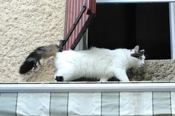 Chat perdu, Upie, photo: Chat blanc à poil long perdu à Upie