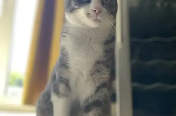 Chatte grise/blanche trouvée à St-Nicolas-de-Port - photo