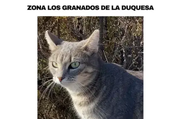 Gata Gris Perdida en Castillo de la Duquesa