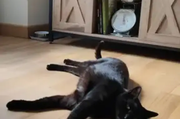 Chat perdu, Dinéault, photo: Chat noir européen perdu à Dinéault