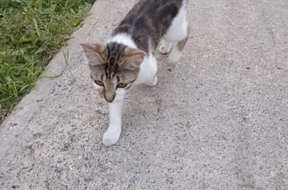 Chat perdu trouvé rue Ferdinand Mathias, Lille - photo