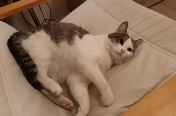Chat européen blanc et tigré disparu - photo