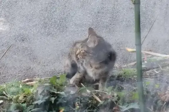 Chat trouvé à Ergué-Gabéric, Rue de Kerdevot - photo