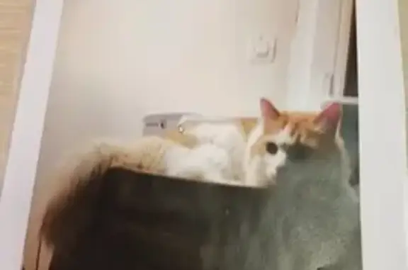 Animaux perdus Lignan-sur-Orb, photo: Chat roux et blanc perdu à Lignan-sur-Orb