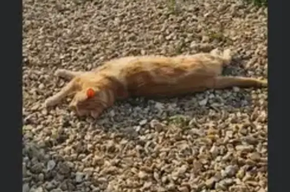 Chat perdu, , photo: Chat roux tigré perdu, 10 ans, Allée Fossettes