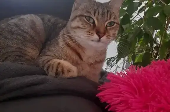 Chatte perdue, stérilisée, pucée à Loireauxence - photo
