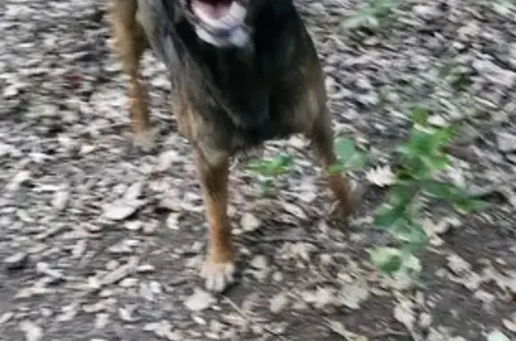 Chien errant trouvé près de Méounes - photo