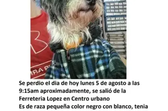 Perro Perdido: Pequeño, Suéter Amarillo, Temoaya