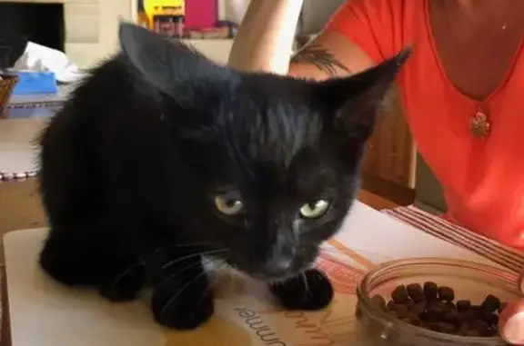 Animaux trouvés , photo: Chat affamé trouvé Rue de la Mairie, Cisai