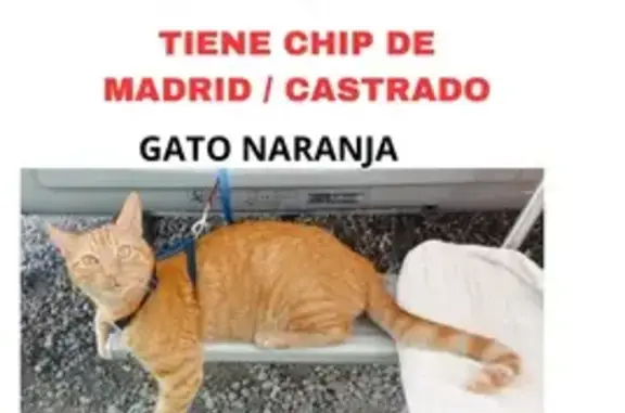 ¡Gato Perdido! Naranja, 2 años, Chip en Mazarrón