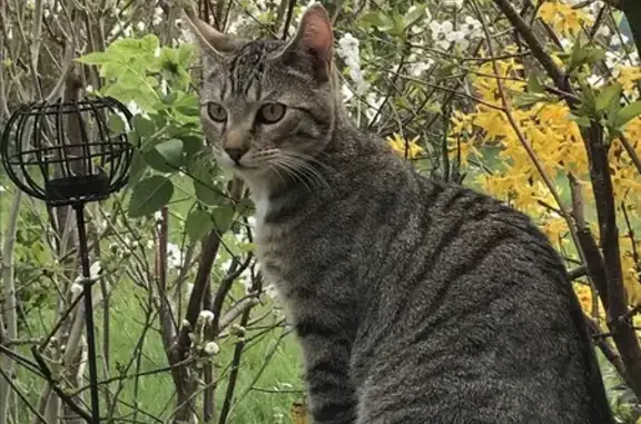 Animaux perdus Mions, photo: Chat tigré Shoko disparu à Mions
