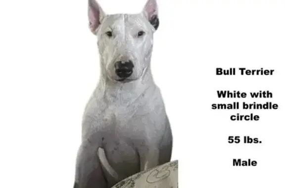 Lost Friendly White Bull Terrier - Prescott Valley