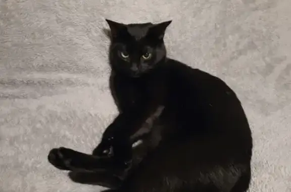 Lost Black Cat 🐈‍⬛ Timid, 1 Yr, Cockayne St S