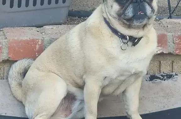 Lost Female Pug - Light Brown, 25 lb, San Bernardino