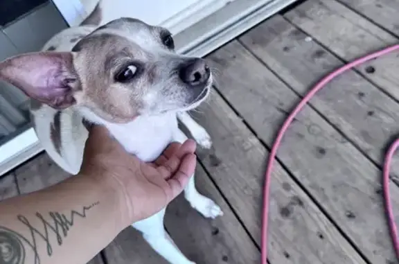 Lost Chihuahua: Support Dog Missing on N 3rd Ave