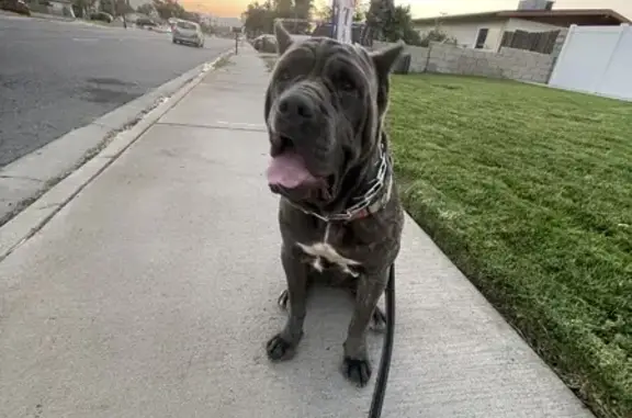 Lost Cane Corso: Dark Brindle, 130 lbs, Riverside