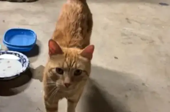 Friendly Orange Tabby Found in Provo Canyon