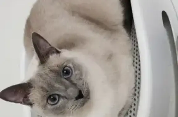 Lost Siamese Cat - White & Grey in Warner Robins