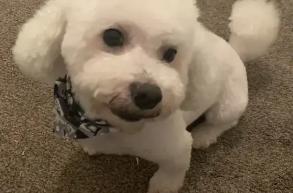 Lost White Bichon, Friendly, 10+ Yrs, Help!