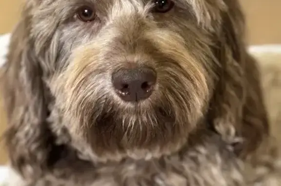 Lost Mini Goldendoodle: Purple Collar, Bethlehem