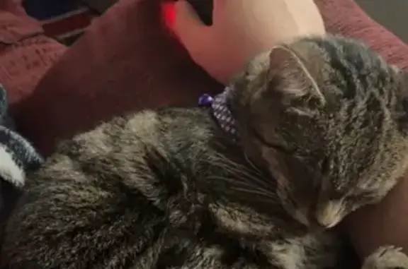 Lost Female Grey Tabby on Eastern Ave