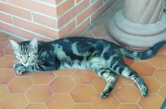 Chatte tigrée câline trouvée à Saint-Jory - photo
